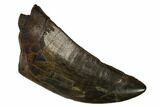Serrated Tyrannosaur Tooth - Judith River Formation #149105-1